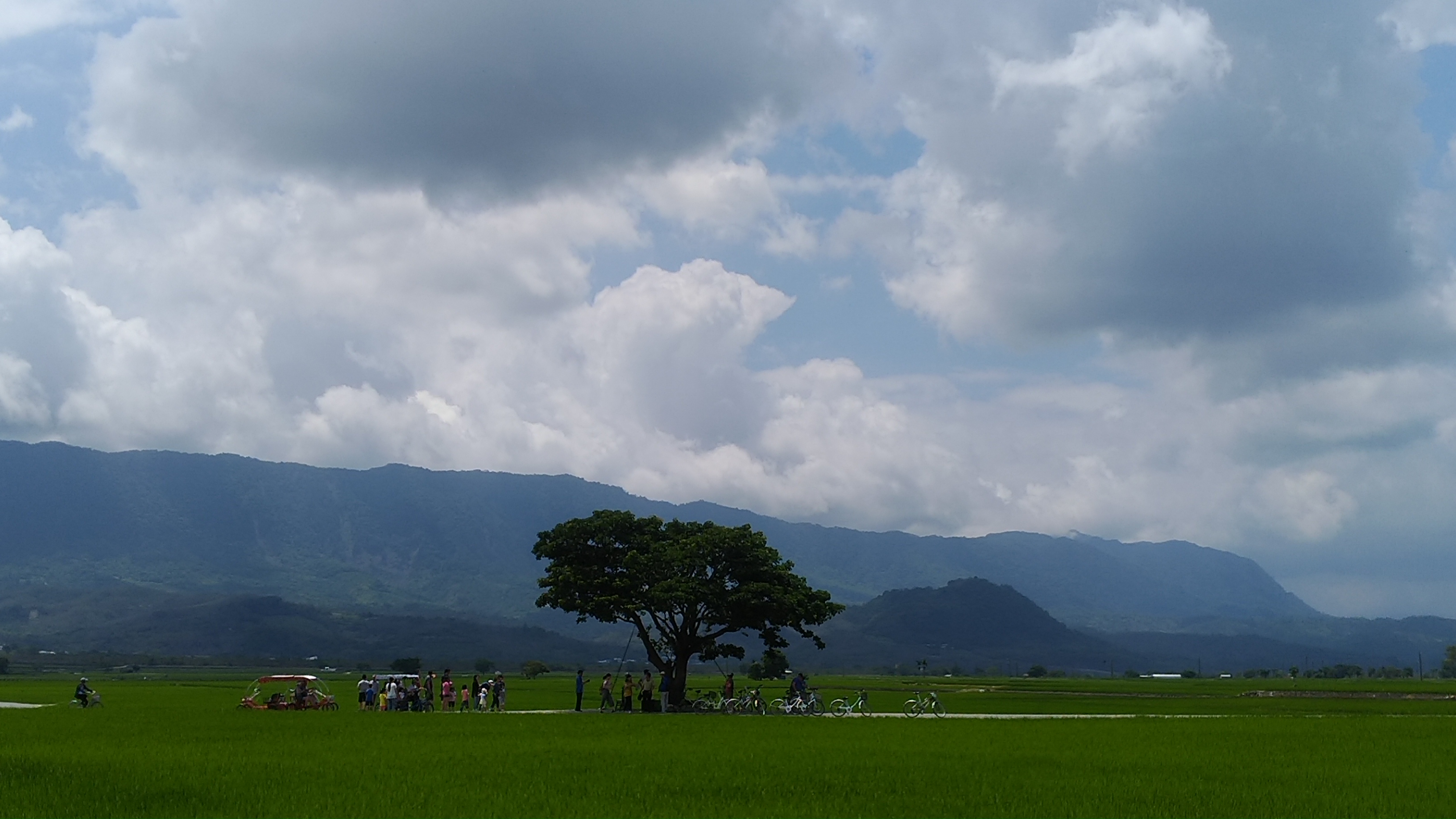 金城武の木(台東) 台湾ガイド紹介所